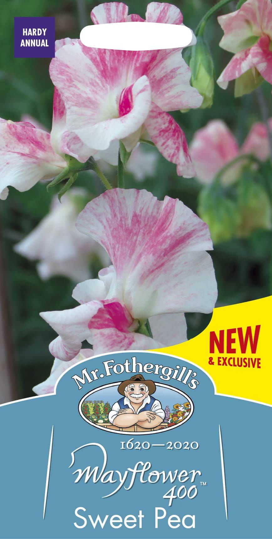 128266_Sweet_Pea_Mayflower_400_comp_61c24b3c-2219-4f66-bce1-b68800bc44f9.jpg