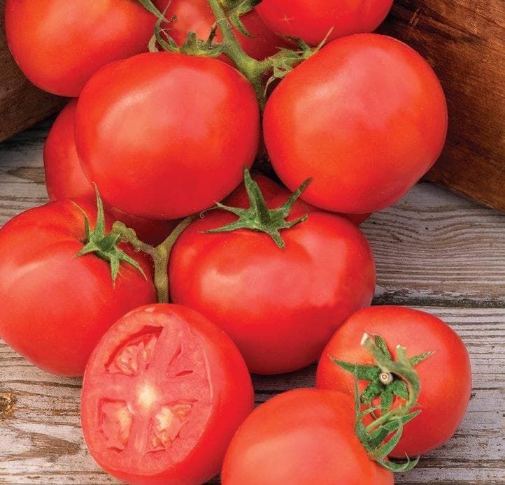 722x694_1497280352OhHappyDayHybridTomato_1_comp_8c68033d-d9c8-4ad3-b2e3-162c0e4f376d.jpg