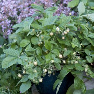 Strawberry Yellow Wonder Seeds