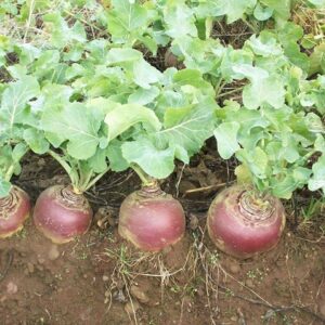 Swede Gowrie Seeds