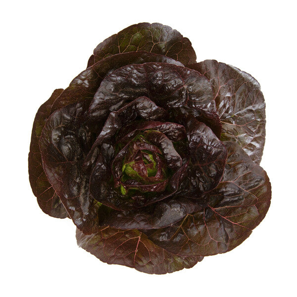 Alaine1.jpg