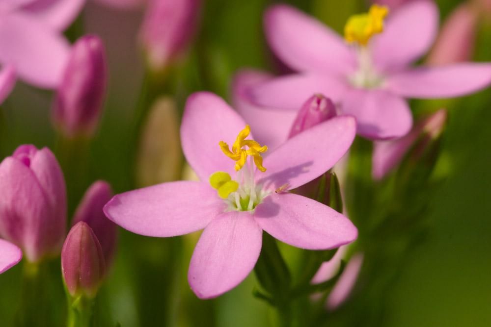 Centaurium_Erythraea_Common_Centaury_comp_2e611ea3-443d-4b2b-b8bf-772f293fc487.jpg