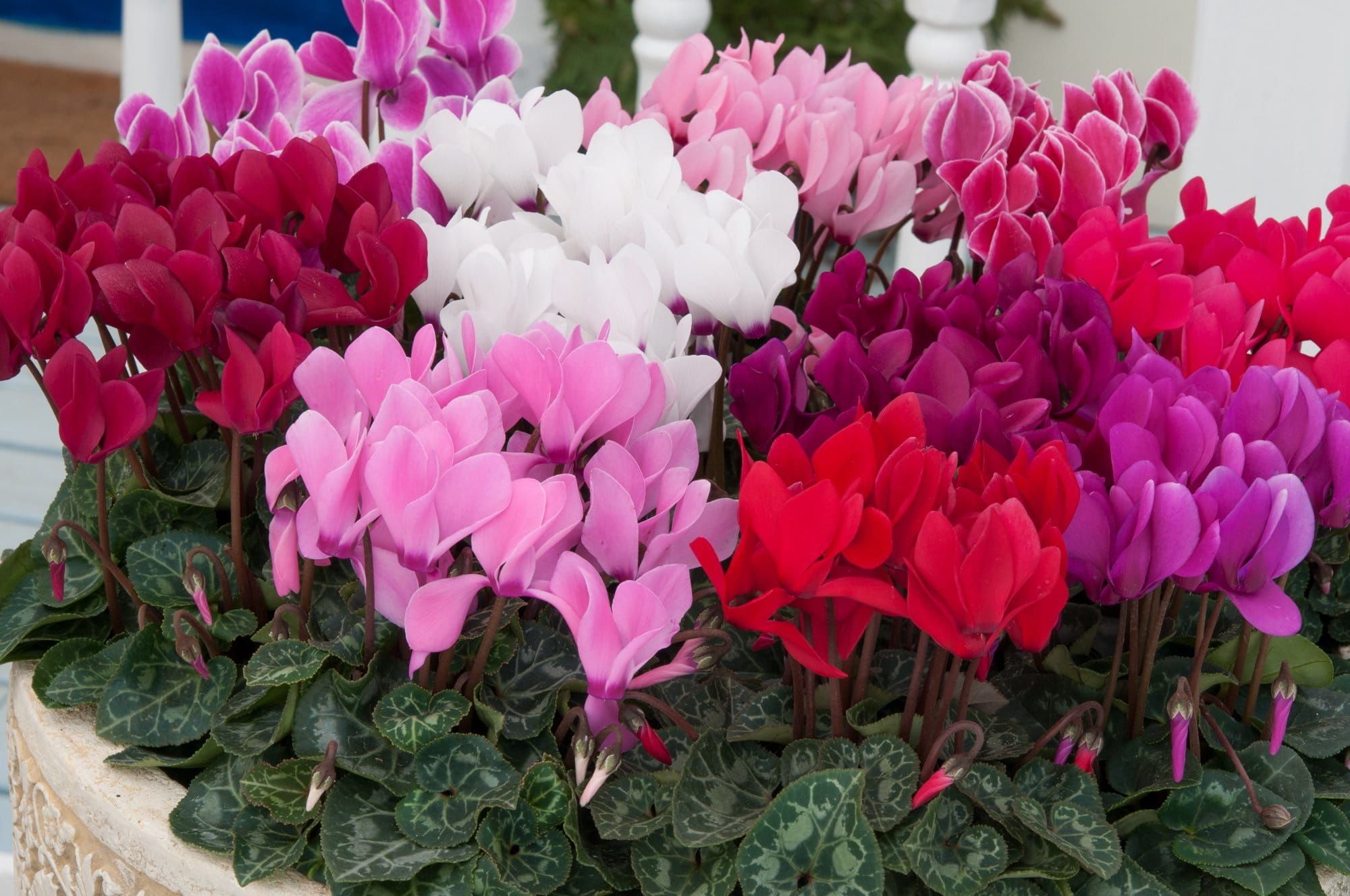 Cyclamen_Metis_Mixed_01_comp_18a3504b-daa3-44e8-943f-5da29dbf1825.jpg