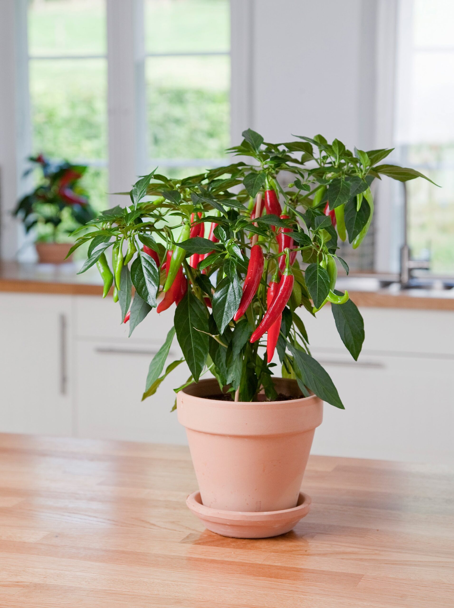 PepperHotJoker03-scaled-1.jpg