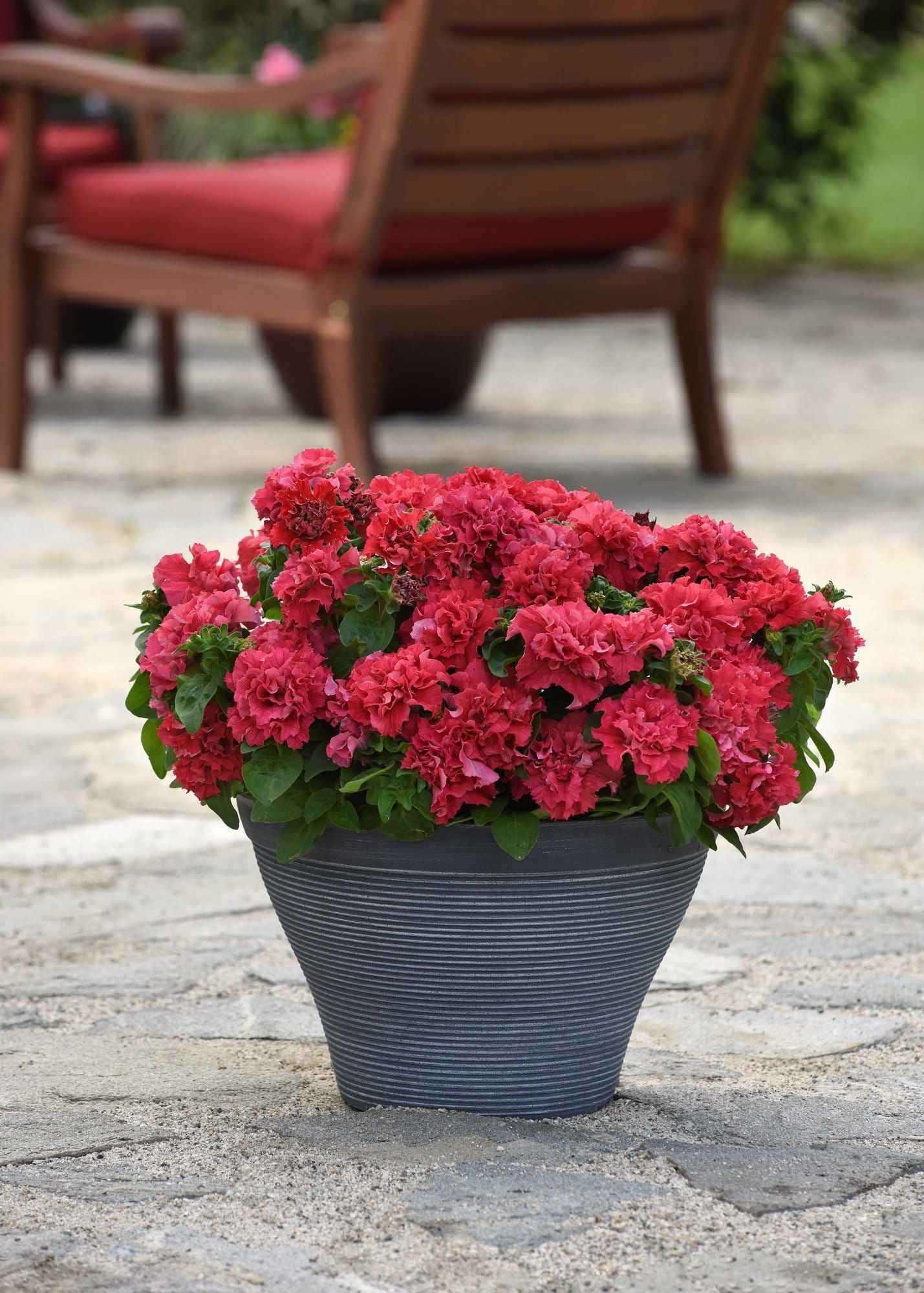Petunia_Pirouette_Valentine_02_comp_94384a23-d6c1-4be0-8583-da78562bb249.jpg