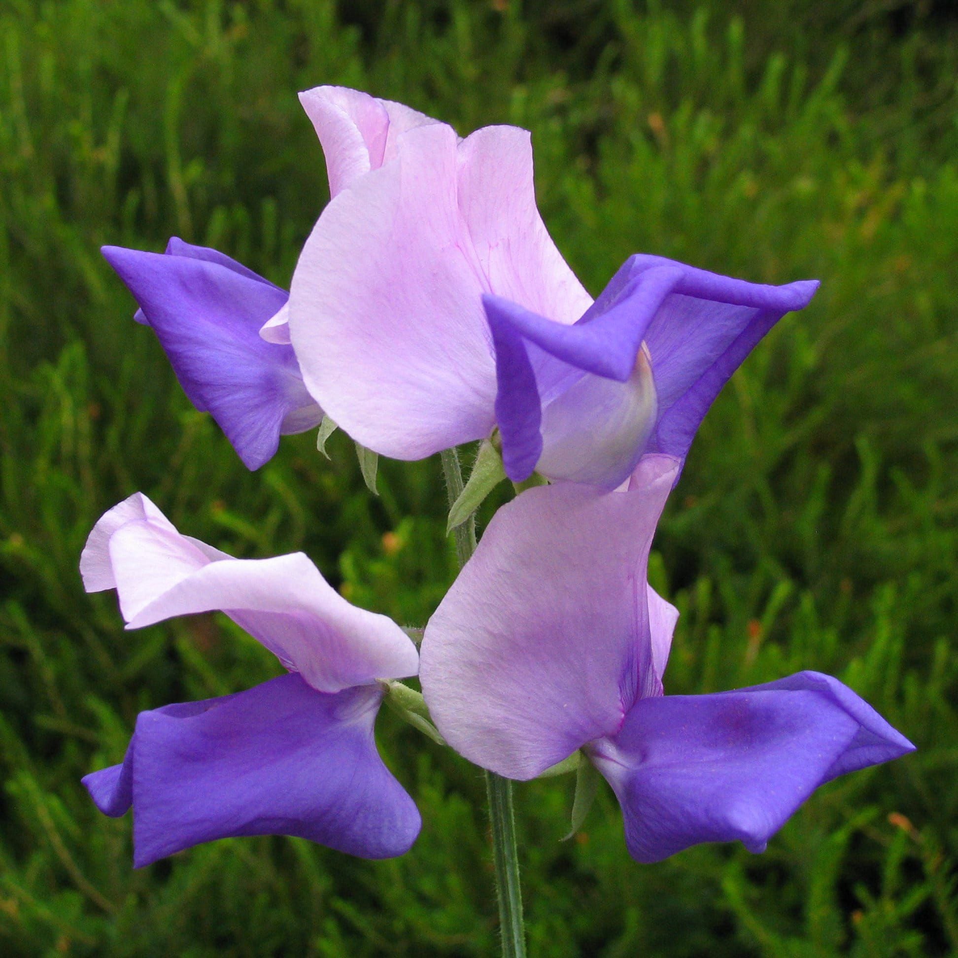 Sweet_Pea_Erewhon_comp_b38bf12f-f9f4-4331-8c84-37eea24d3b11.jpg