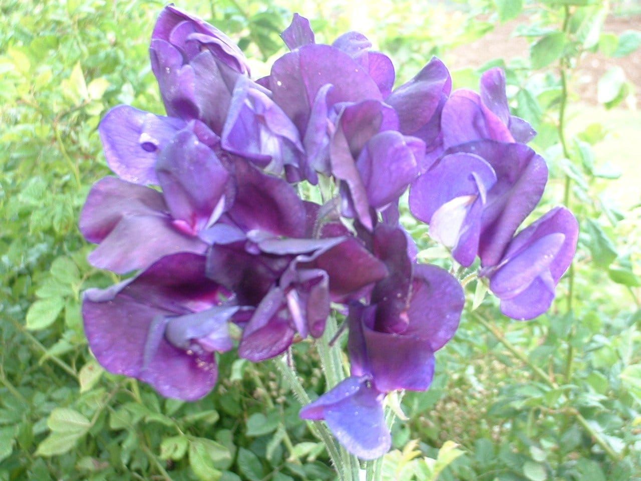 Sweet_Pea_Flagship_comp_bdd38927-8d83-4b83-aa22-62a33685f374.jpg