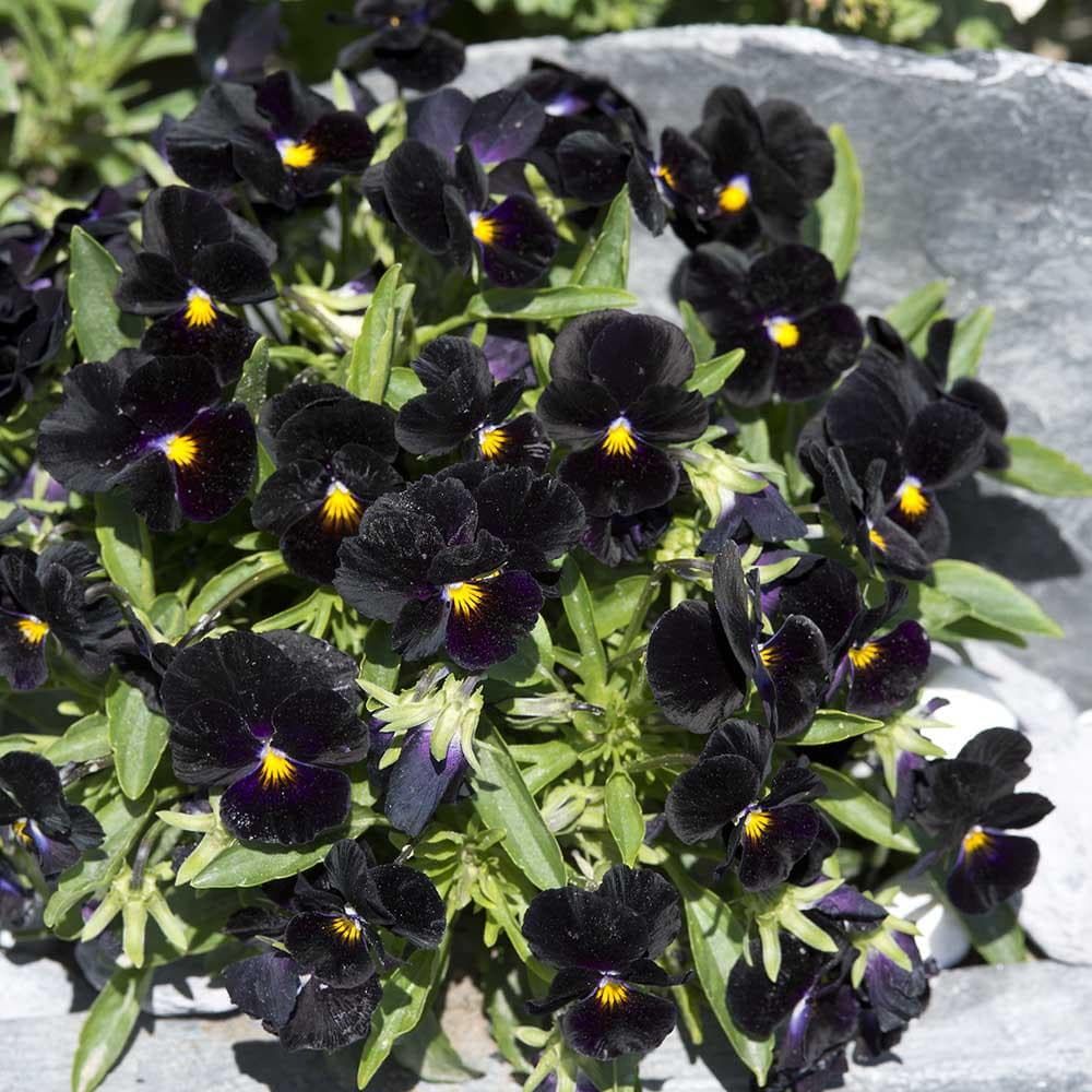 Viola_Back_to_Black_comp_e3deda0c-ddfa-4702-aabb-d98acdb8d9bf.jpg