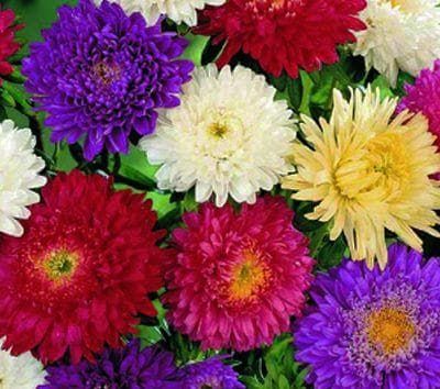 aster_comp_cf745310-767d-4085-b303-31e1a8be484c.jpg