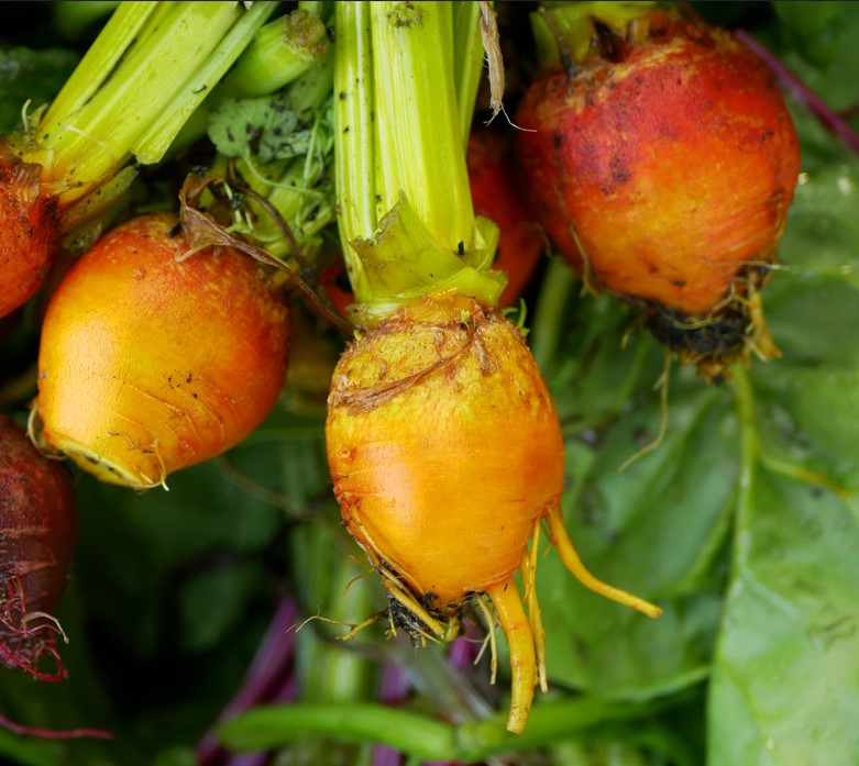 beetrootgolden.jpg
