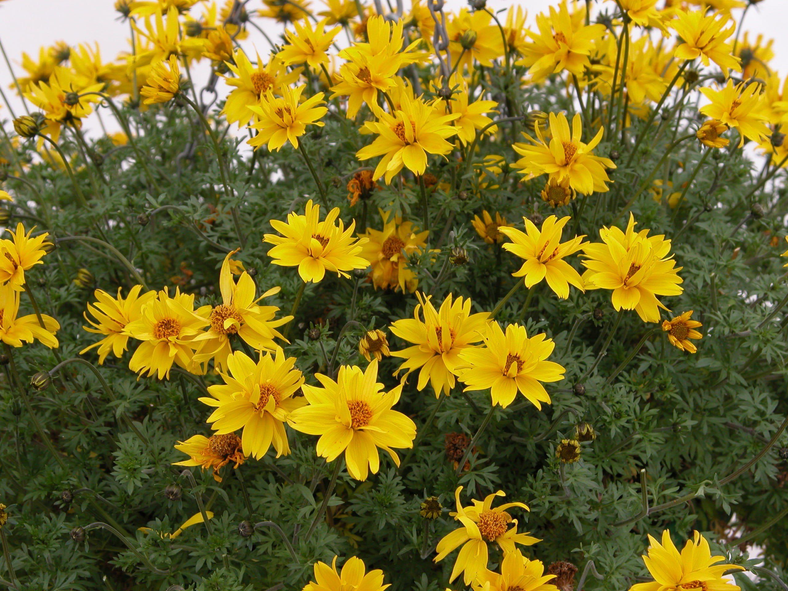 bidens_comp_0297074c-e48e-41a1-91b3-dc1d011875dd.jpg