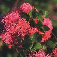 Thalictrum aquilegifolium Seeds