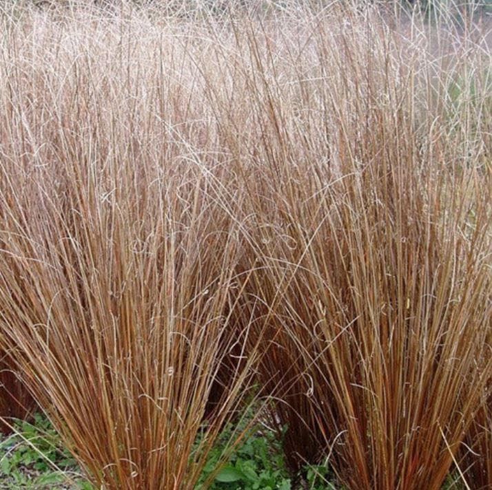 carex1_comp_fb8f74b6-625c-422f-b433-354768328f15.jpg