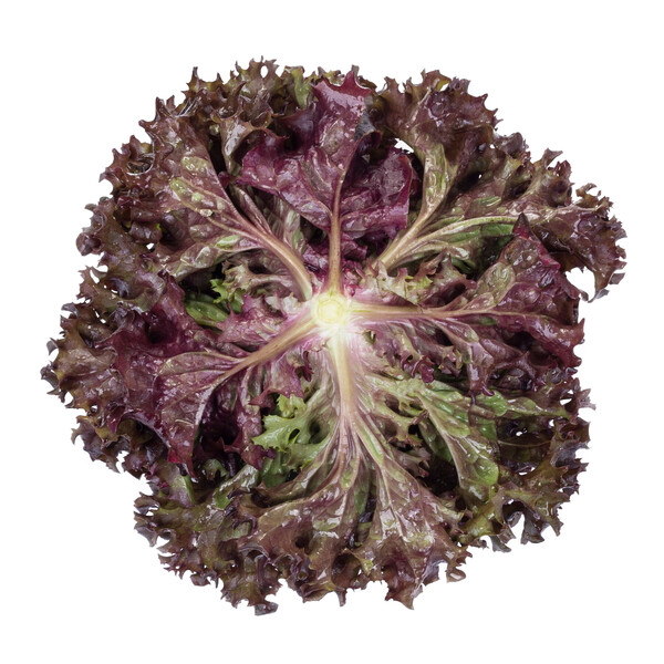 carn3.png