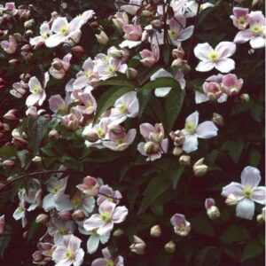 Clematis montana Pink Seeds