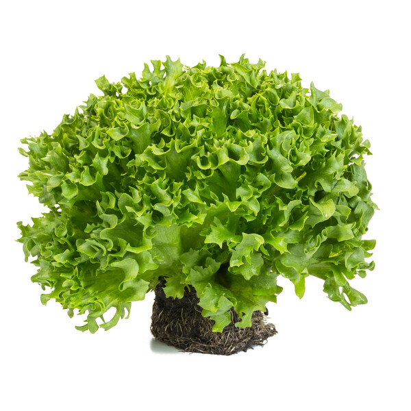 dunand4.png