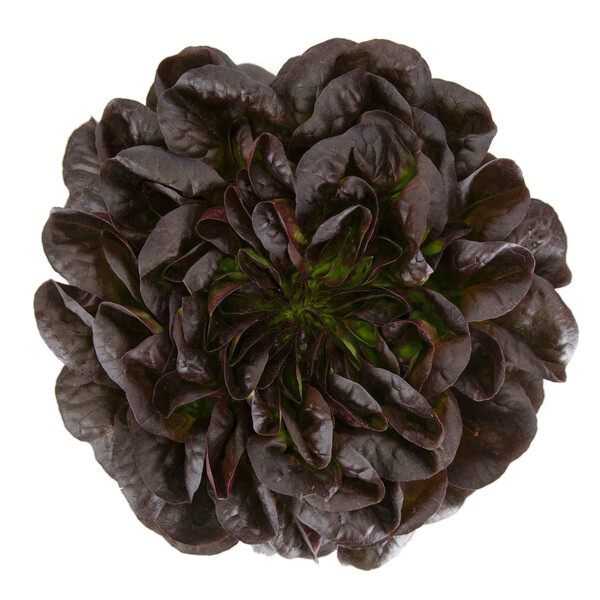 klim1.png