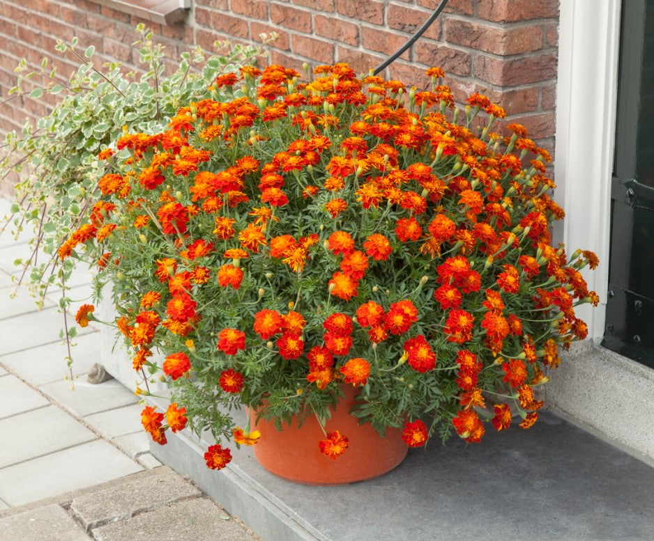 marigold1.jpg