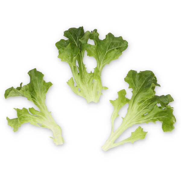 mist4.png