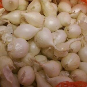 Onion Sets Snowball