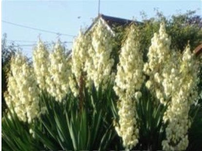 yucca.jpg